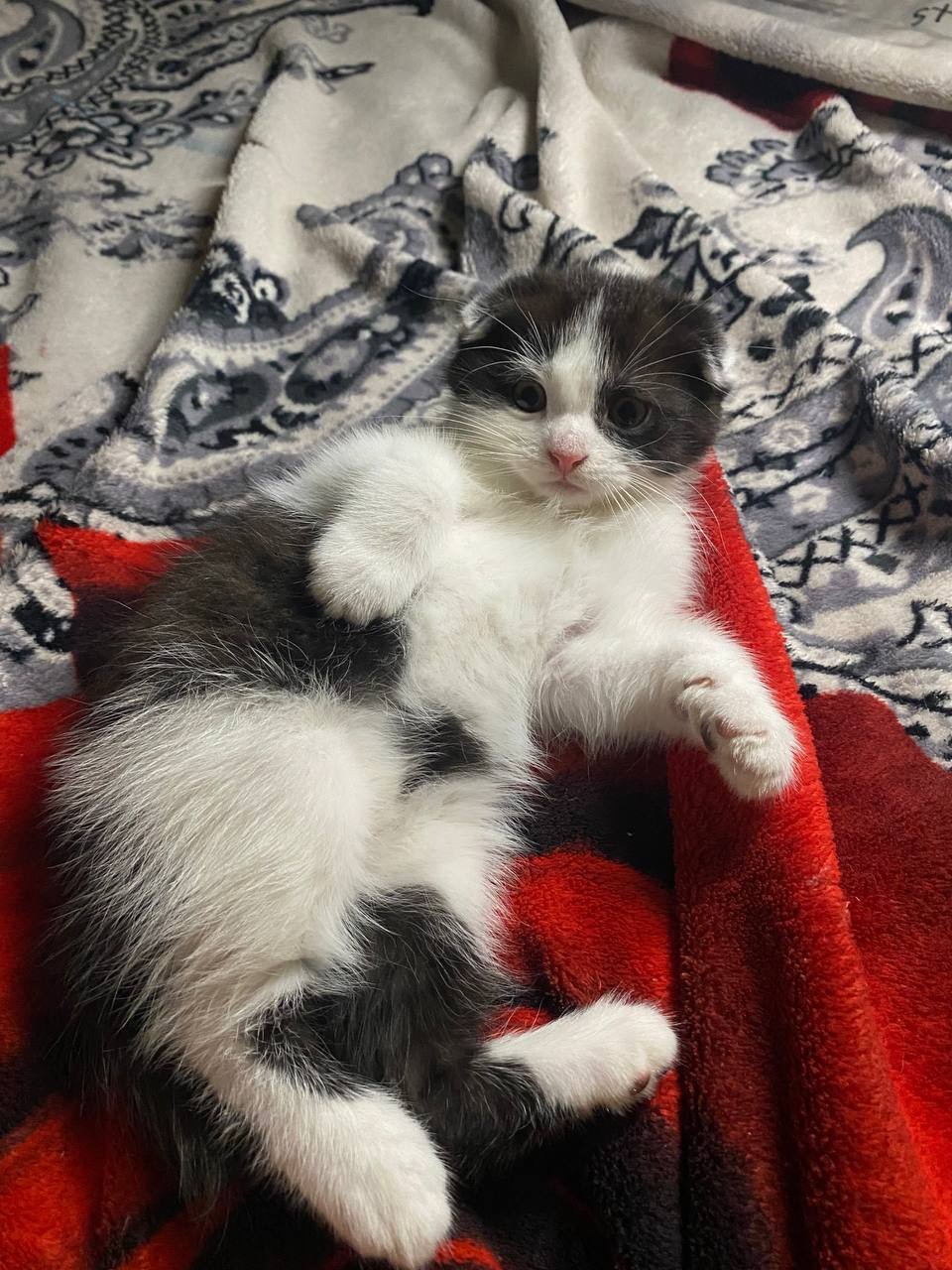 Кошенята шотландські