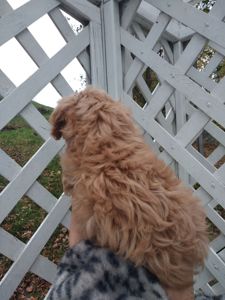 Хлопчик мальтипу