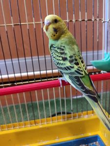 Молодой волнистый попугай, девочка