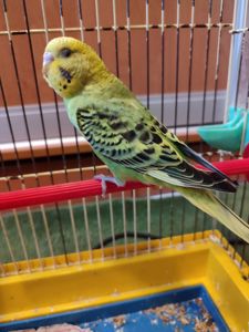 Молодой волнистый попугай, девочка