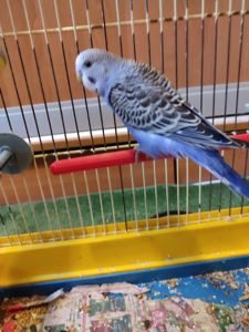 Молодой волнистый попугайчик, мальчик