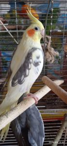 Сформована пара корел