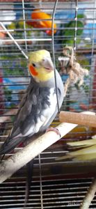 Сформована пара корел