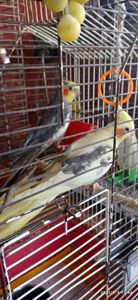 Сформована пара корел