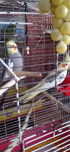 Сформована пара корел