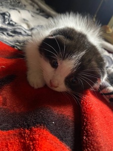 Кошенята шотландські