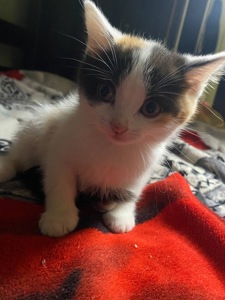 Кошенята шотландські