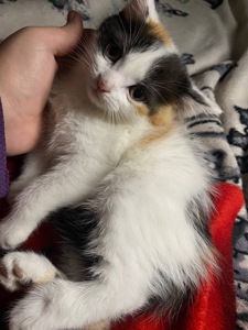 Кошенята шотландські