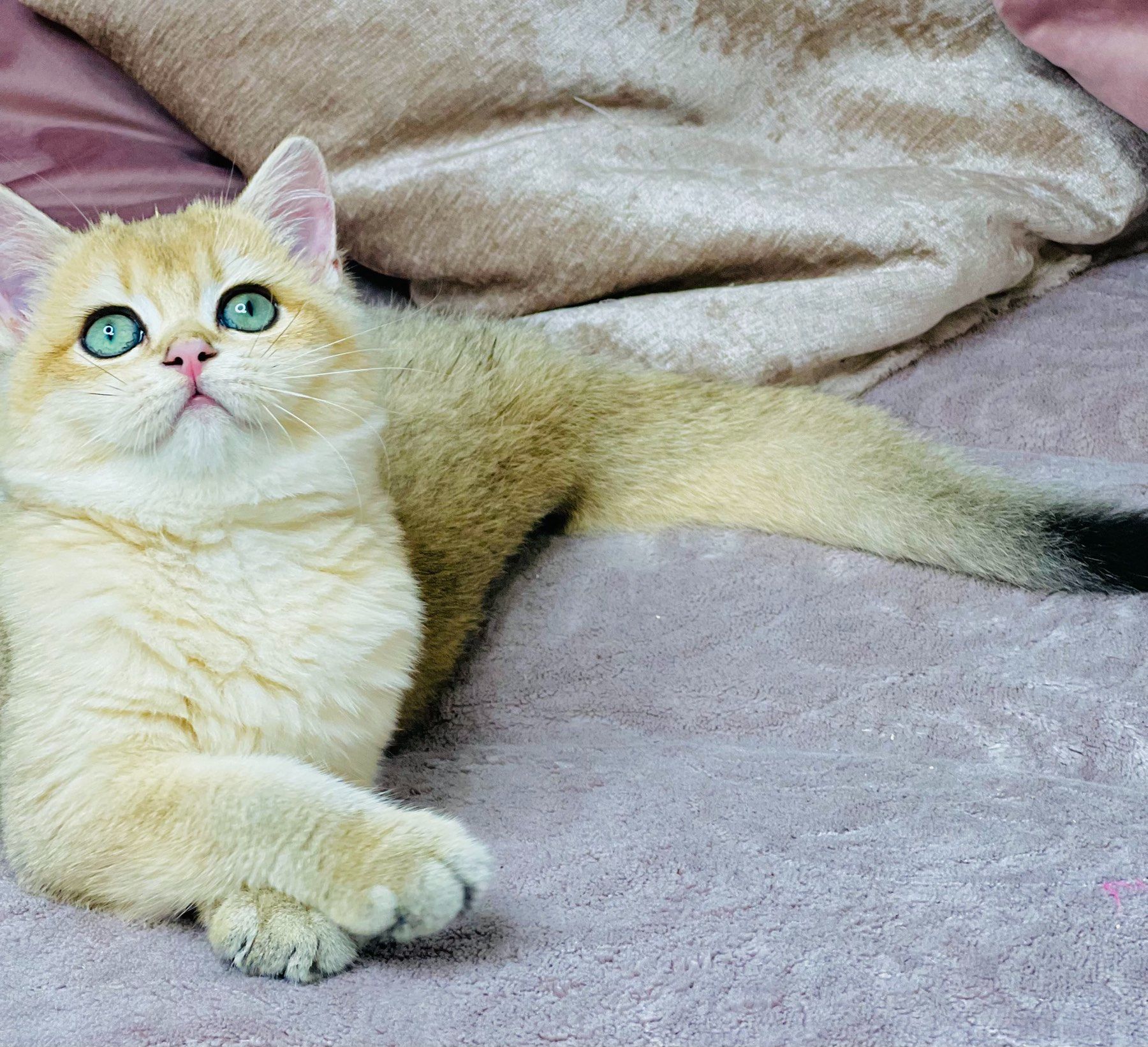 Британська золота шиншилла