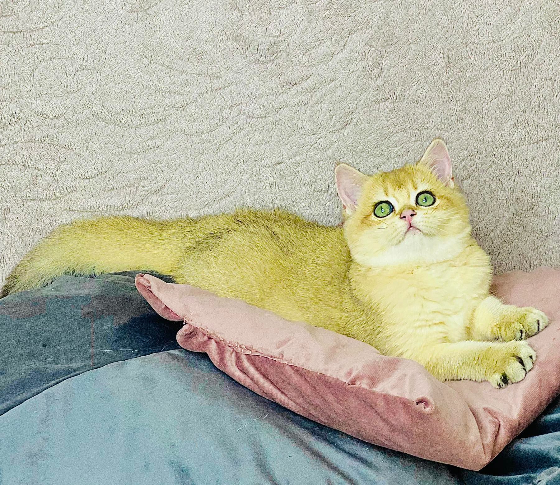 Британська золота шиншилла