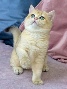 Британська золота шиншилла