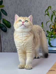 Британська золота шиншилла