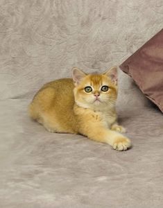 Британська золота шиншилла