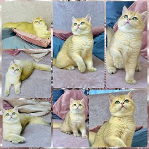 Британська золота шиншилла