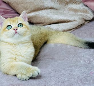 Британська золота шиншилла