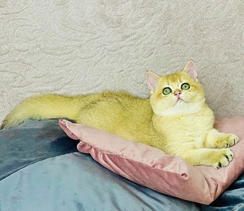 Британська золота шиншилла