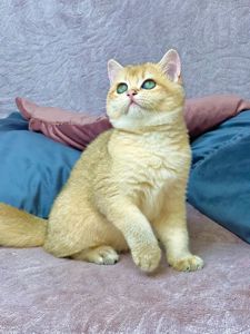 Британська золота шиншилла