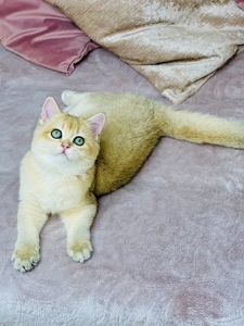 Британська золота шиншилла