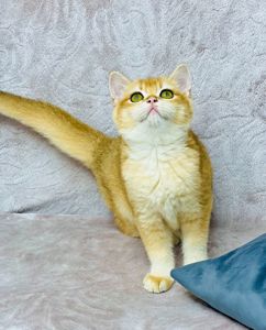 Британська золота шиншилла