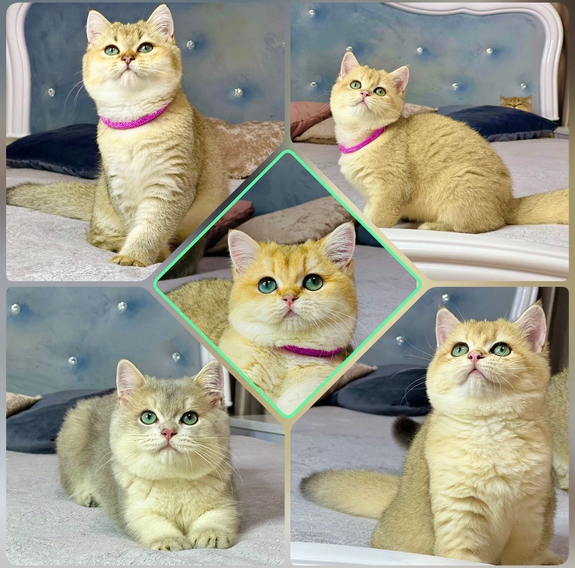 Британська золота шиншилла