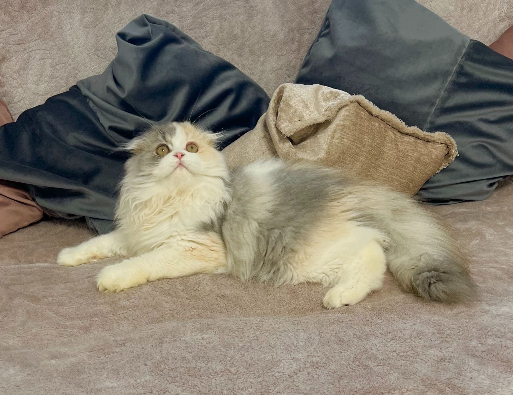 Шотландська висловуха