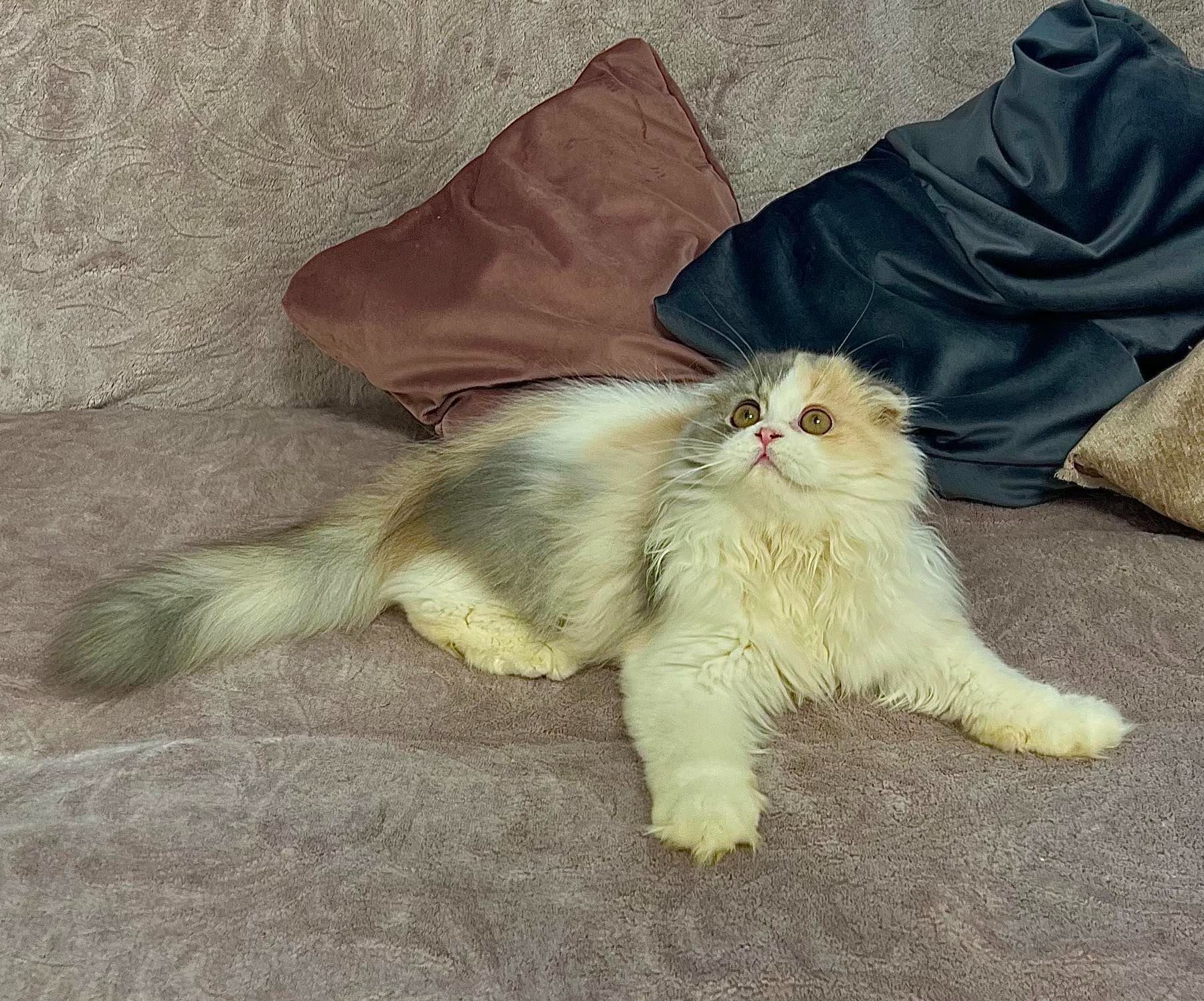 Шотландська висловуха