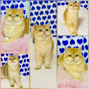 Британська золота шиншилла