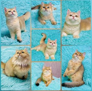 Британська золота шиншилла