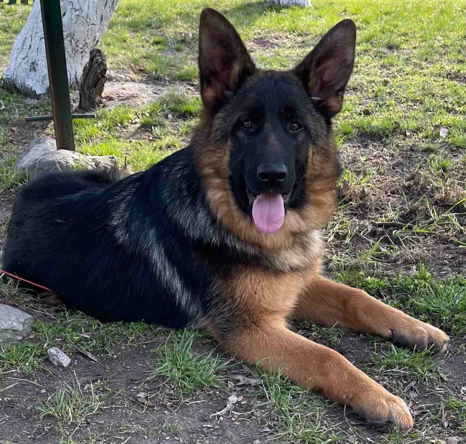 Цуценята німецької вівчарки КСУ