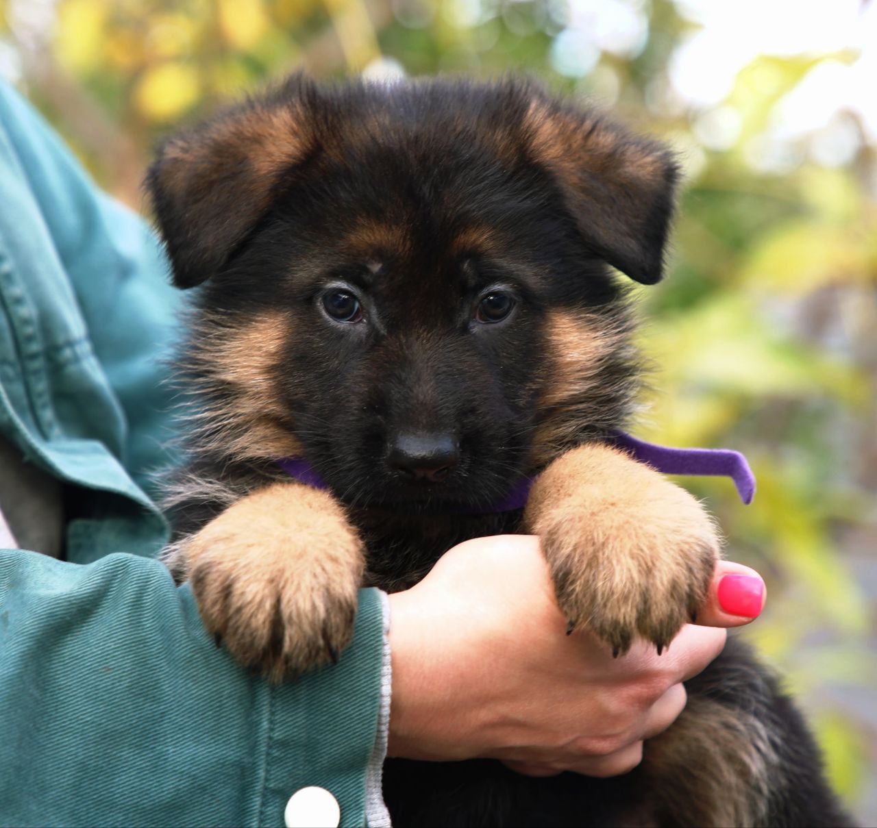 Цуценята німецької вівчарки з документами