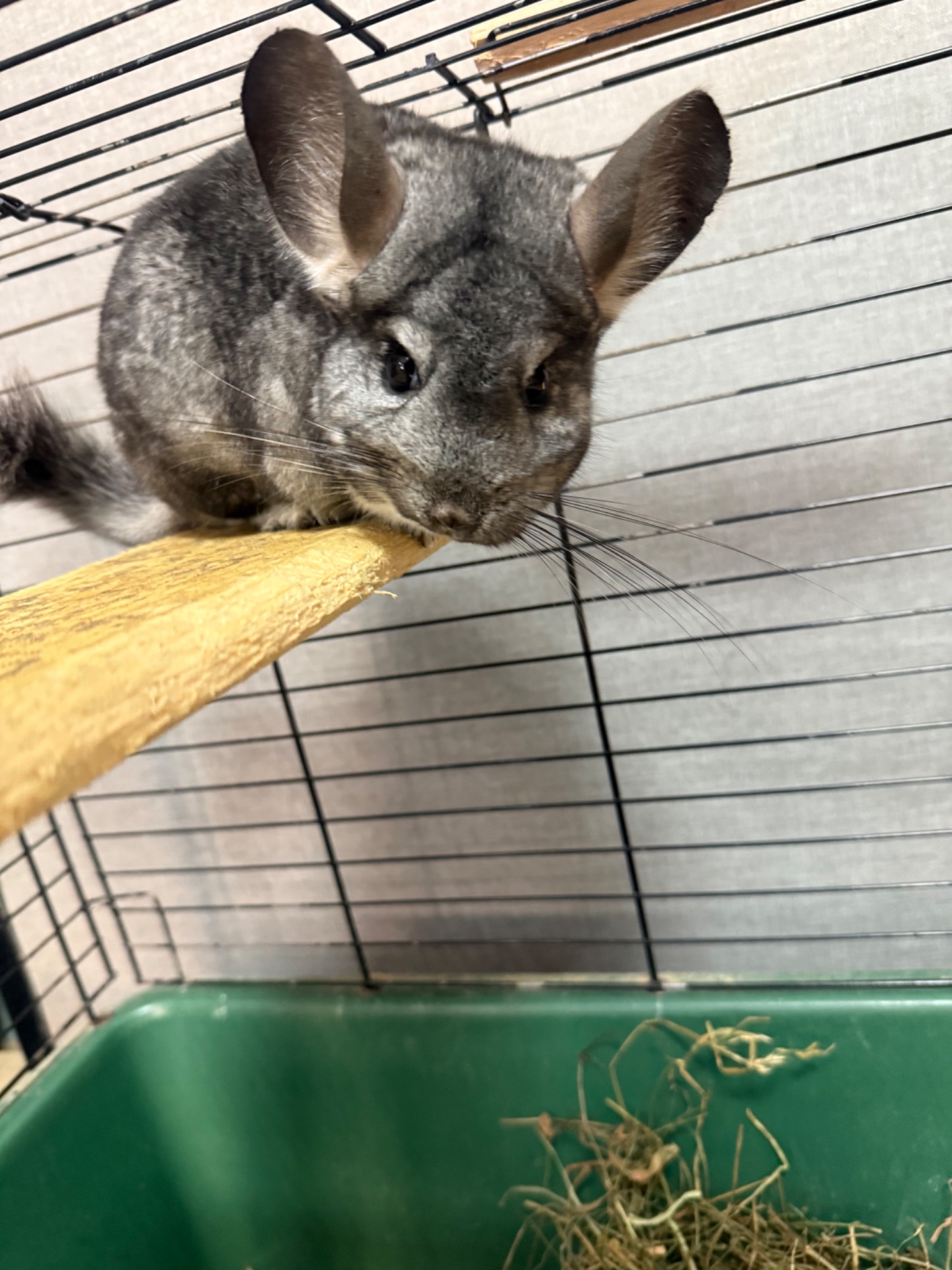 Дівчатка та хлопчики білі, бежеві, сірі Шиншила