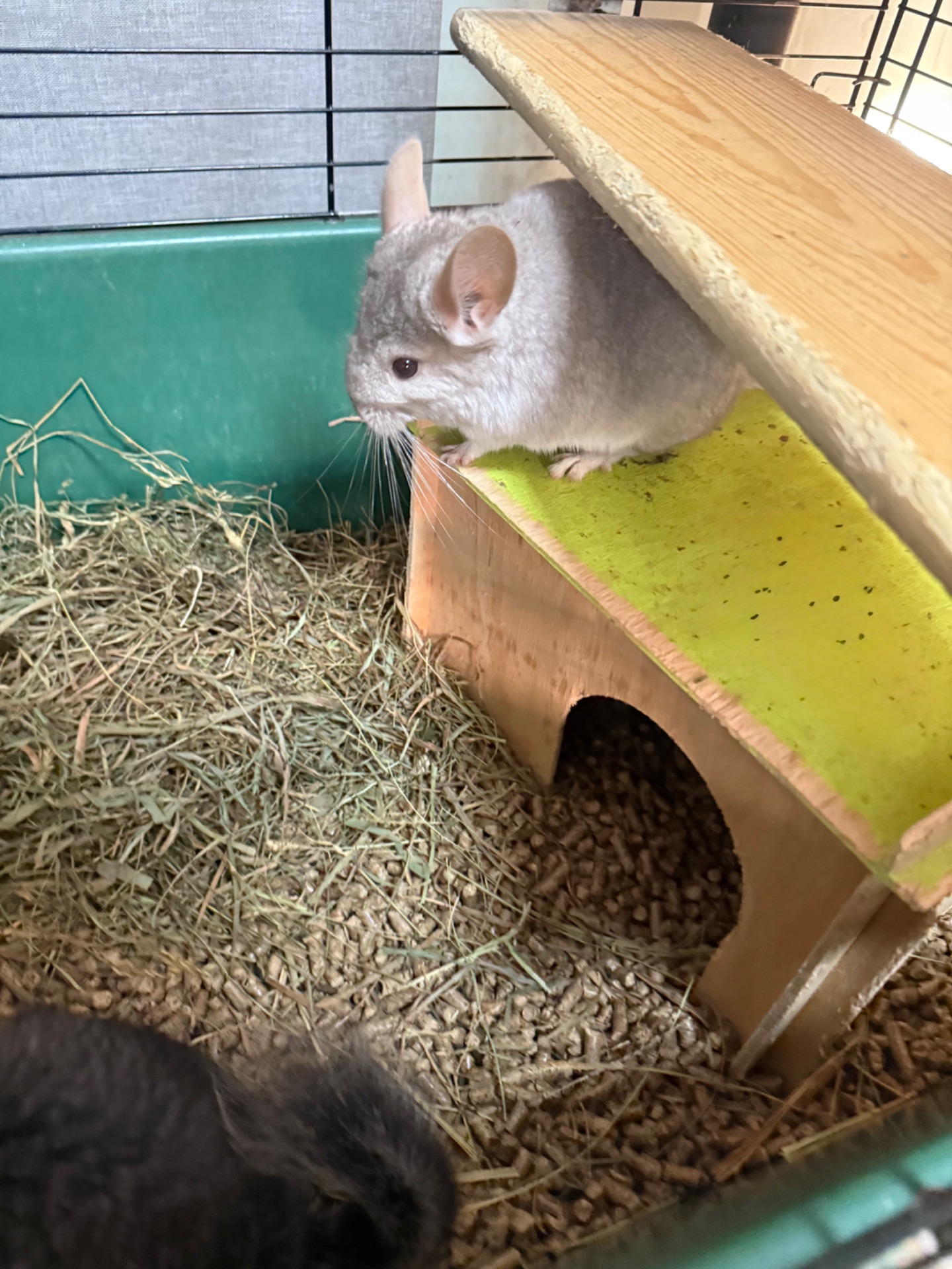 Дівчатка та хлопчики білі, бежеві, сірі Шиншила