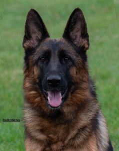 Цуценята німецької вівчарки КСУ