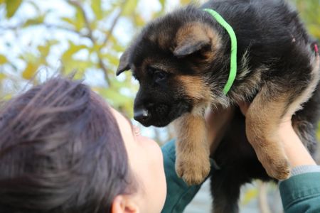 Цуценята німецької вівчарки з документами