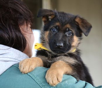 Цуценята німецької вівчарки з документами