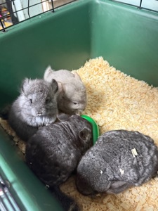 Дівчатка та хлопчики білі, бежеві, сірі Шиншила