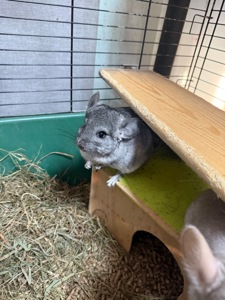 Дівчатка та хлопчики білі, бежеві, сірі Шиншила