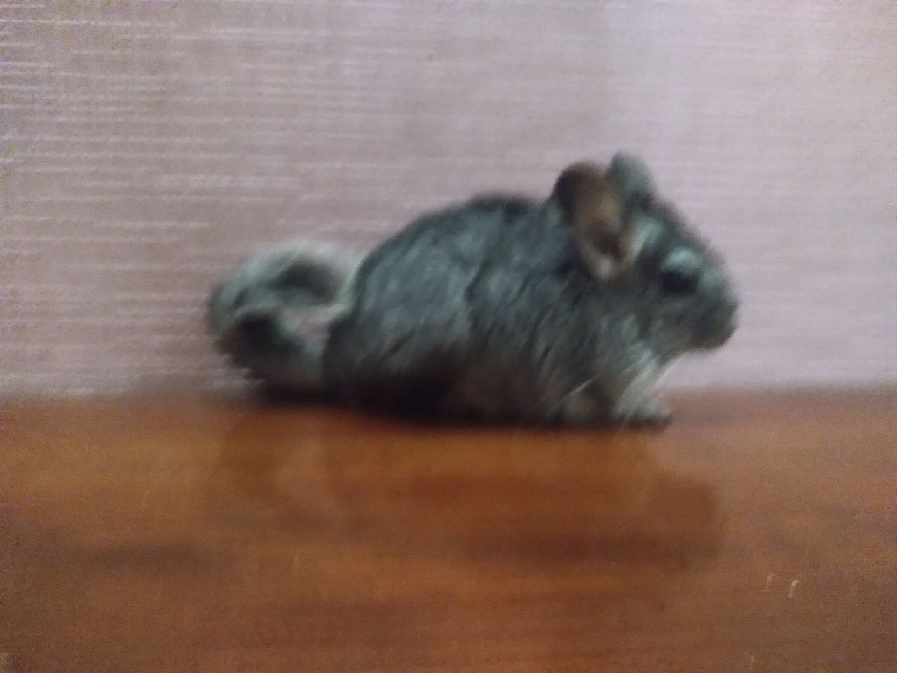 Темно сіра шиншила