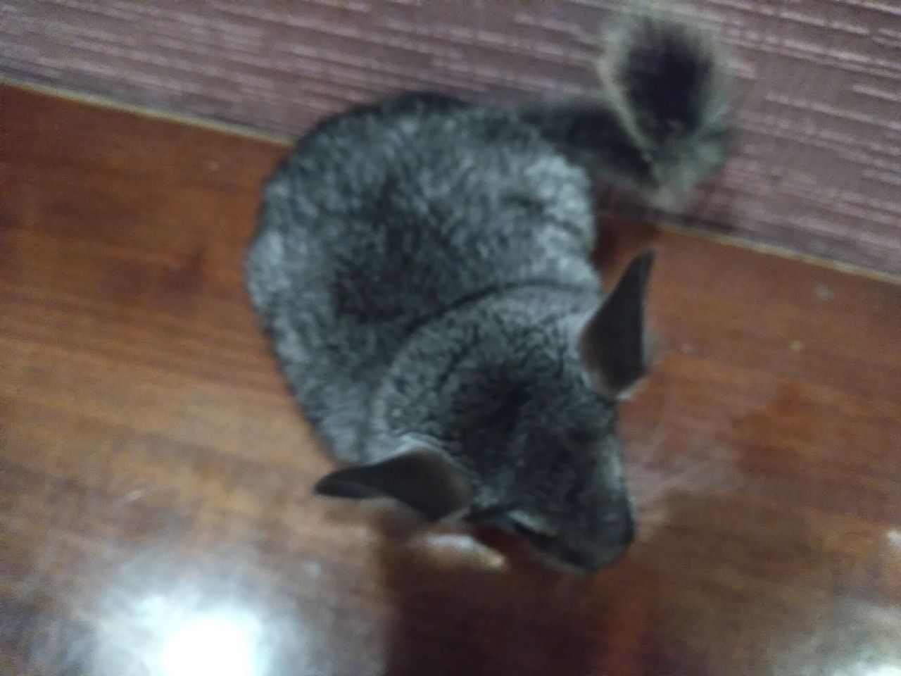 Темно сіра шиншила