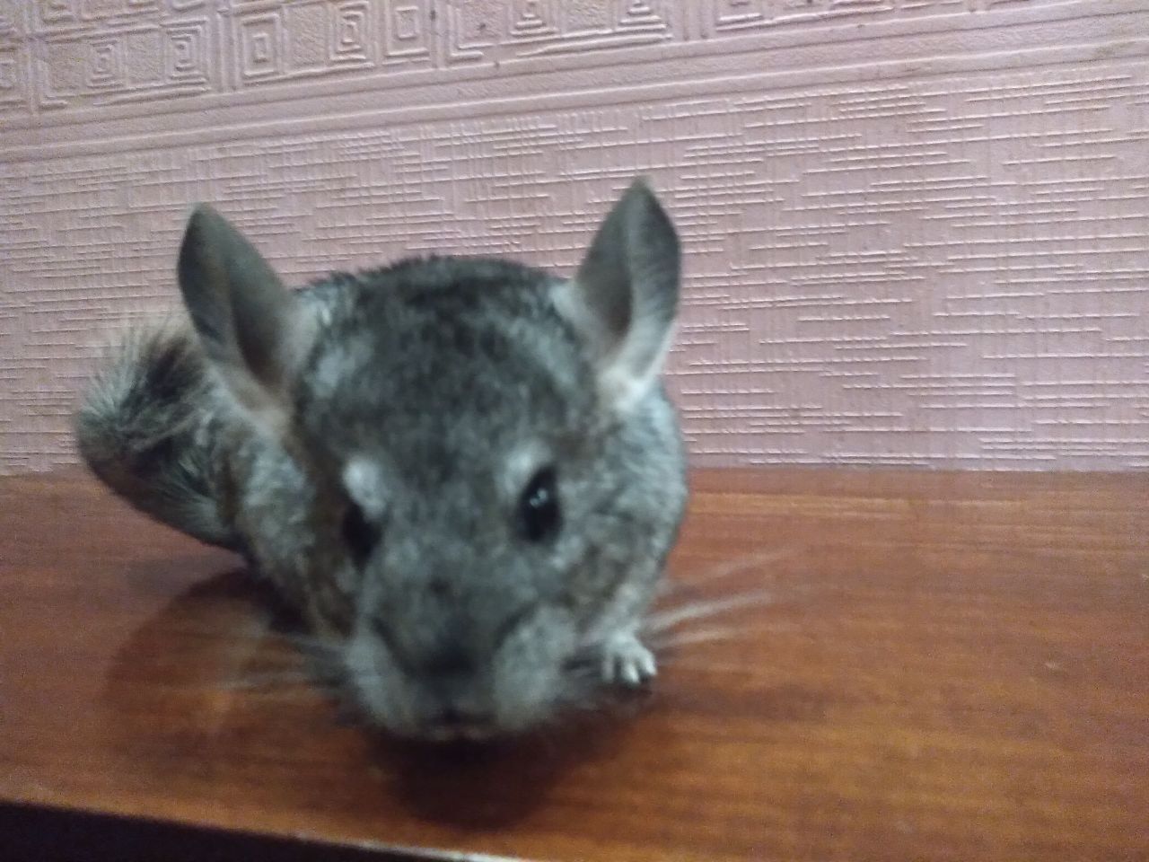 Темно сіра шиншила