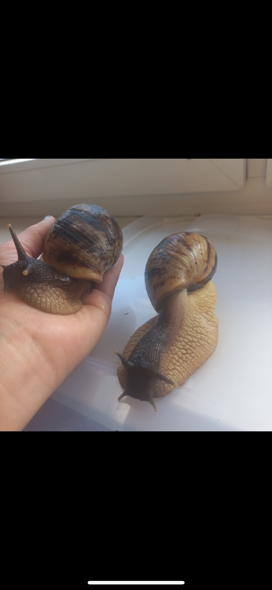 Ретикулята підлітки ахатини