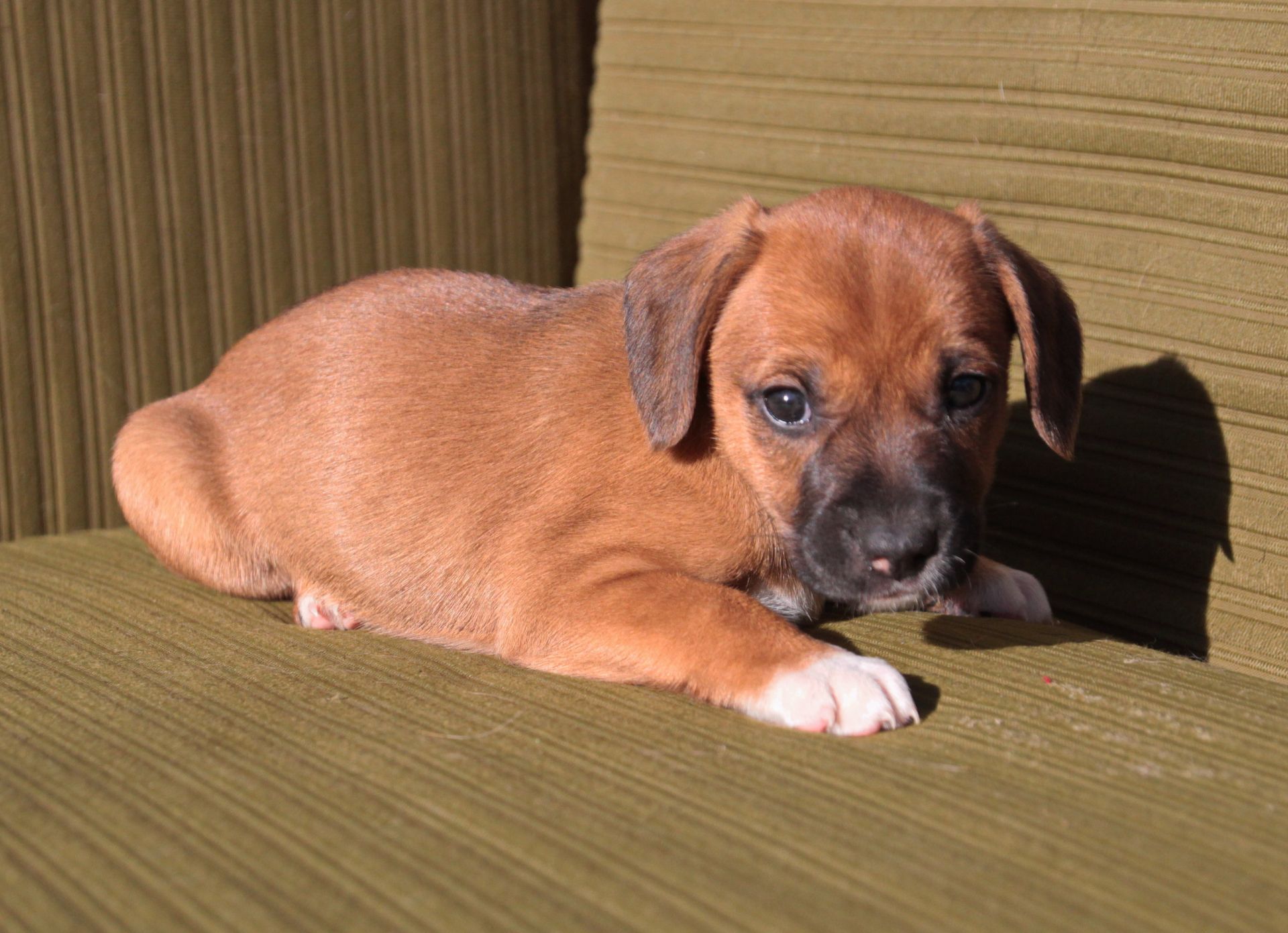 Миле щастя на чотирьох лапках