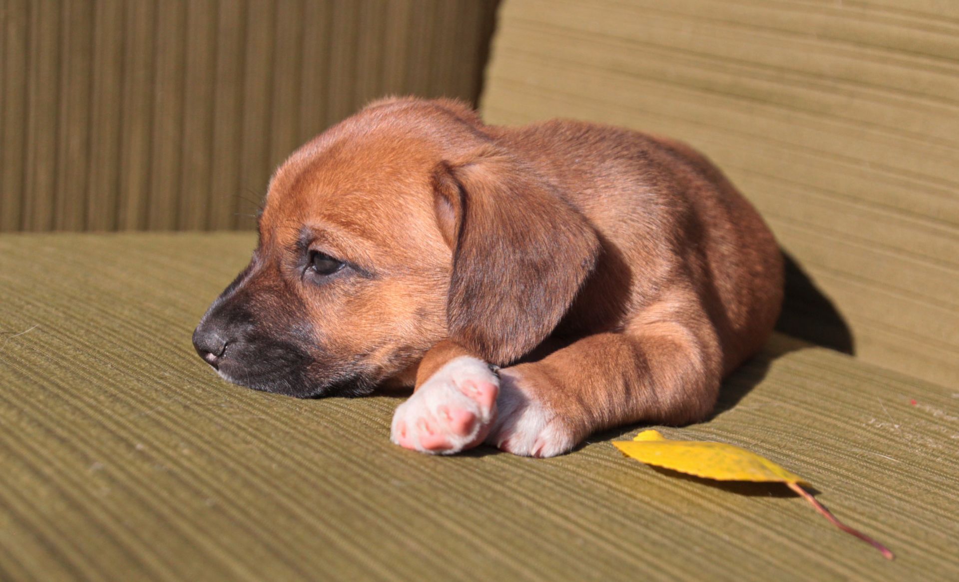 Миле щастя на чотирьох лапках