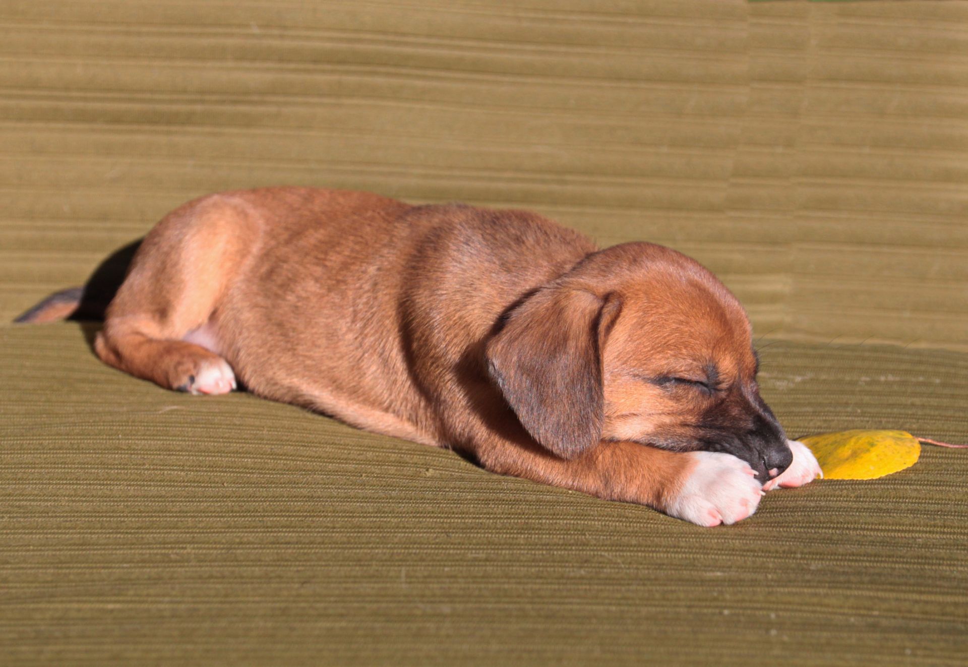 Миле щастя на чотирьох лапках