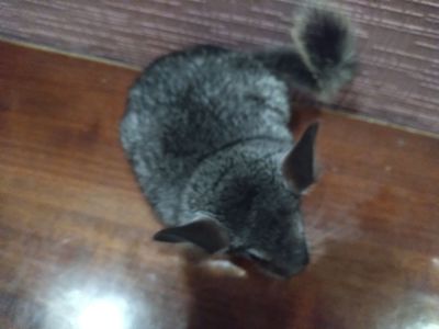 Темно сіра шиншила