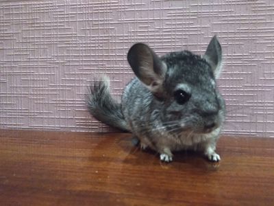 Темно сіра шиншила