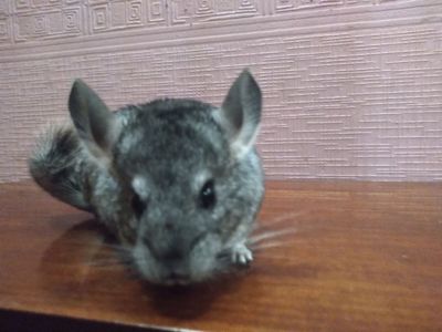 Темно сіра шиншила