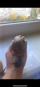 Ретикулята підлітки ахатини