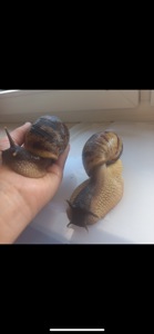 Ретикулята підлітки ахатини