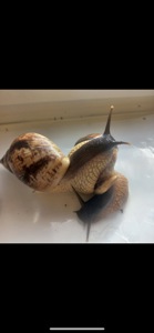 Ретикулята підлітки ахатини